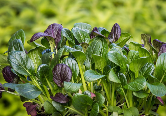 Faut-il avoir peur des « anti-nutriments » ? 
